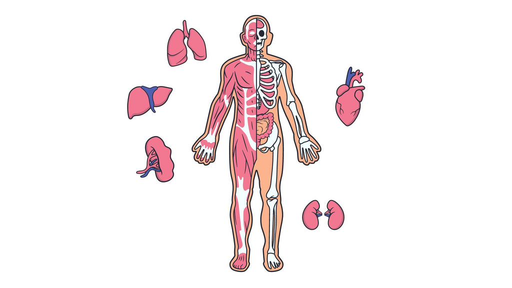 A Brief Introduction of Connections between TCM & Western Anatomical Systems